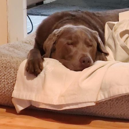 Bed & Breakfast Bonn 24 Mai Bis14 Juni Mit Hund In Der Wohnung Exteriér fotografie